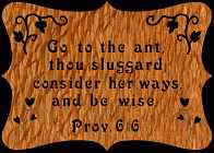 Proverbs 6:6 Bible Plaque Scroll Saw Pattern